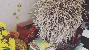 Cách Rút Chân Nhang Bàn Thờ Thần Tài, Gia Tiên Phát Lộc