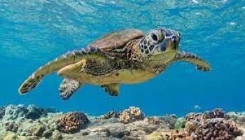Mơ thấy rùa biển đánh con gì? Là điềm gì? Rùa biển là số mấy?