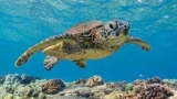 Mơ thấy rùa biển đánh con gì? Là điềm gì? Rùa biển là số mấy?